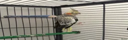 Cockatiels birds for sale: Cockatiels  - Advert 5