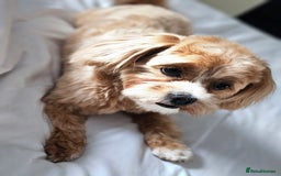 Maltese dogs for sale: Maltipoo Gorgeous Girl  - Image 9