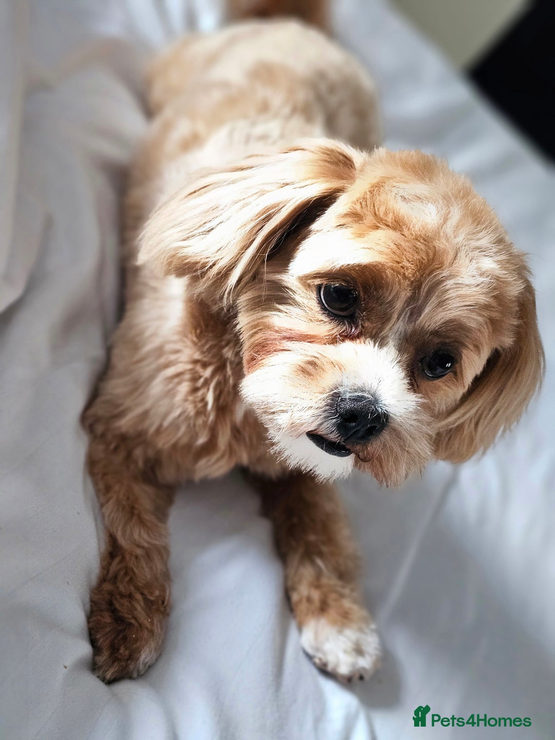 Maltese dogs for sale: Maltipoo Gorgeous Girl  - Image 9