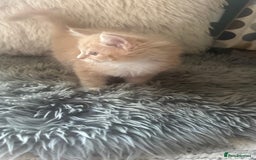 Maine Coon cats for sale: TICA registered pedigree Maine Coon kittens  - Image 7