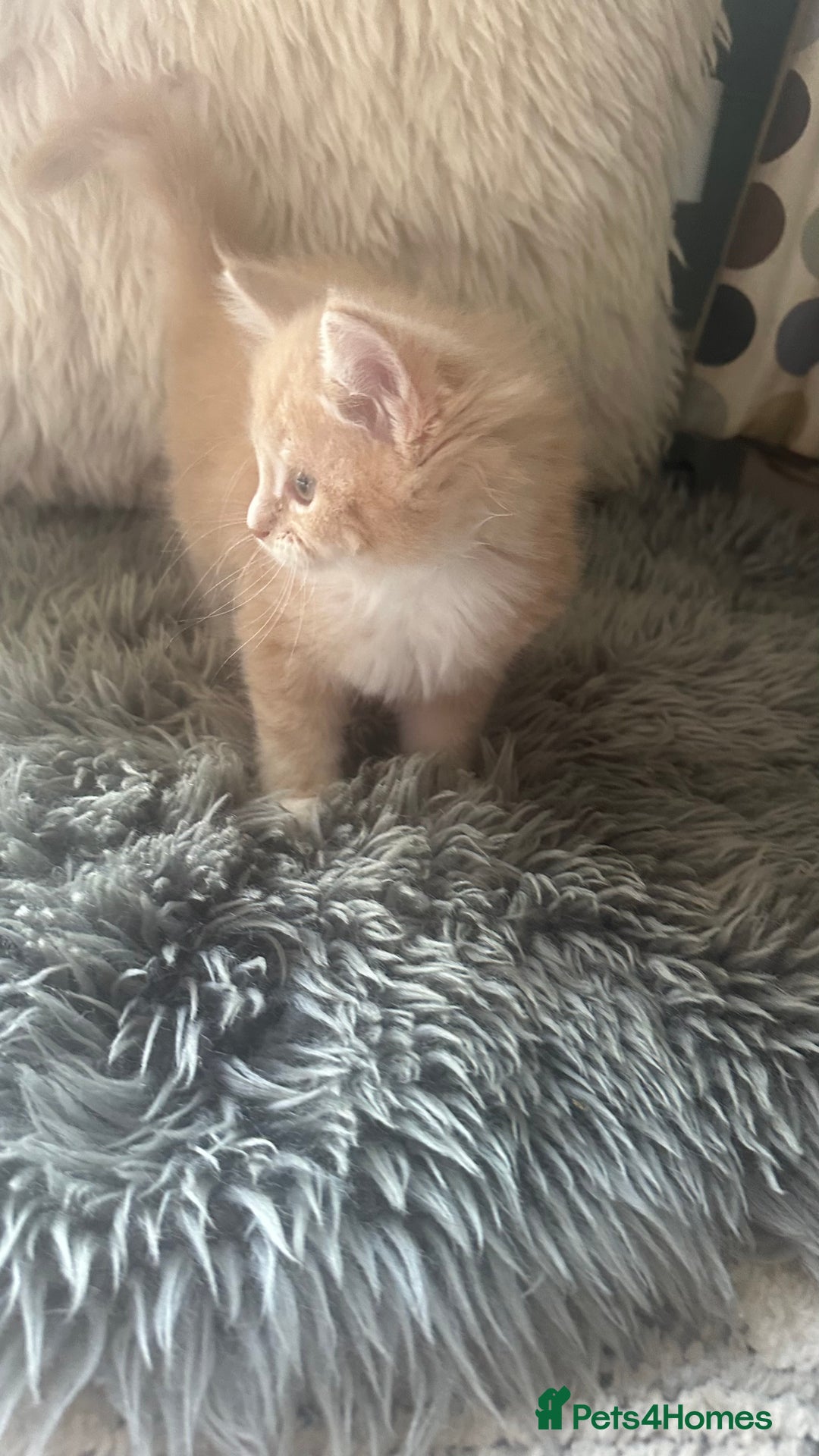 Maine Coon cats for sale: TICA registered pedigree Maine Coon kittens  - Image 7