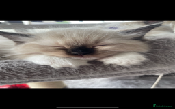 Ragdoll cats for sale: Available Now! GCCFReg   - Image 16