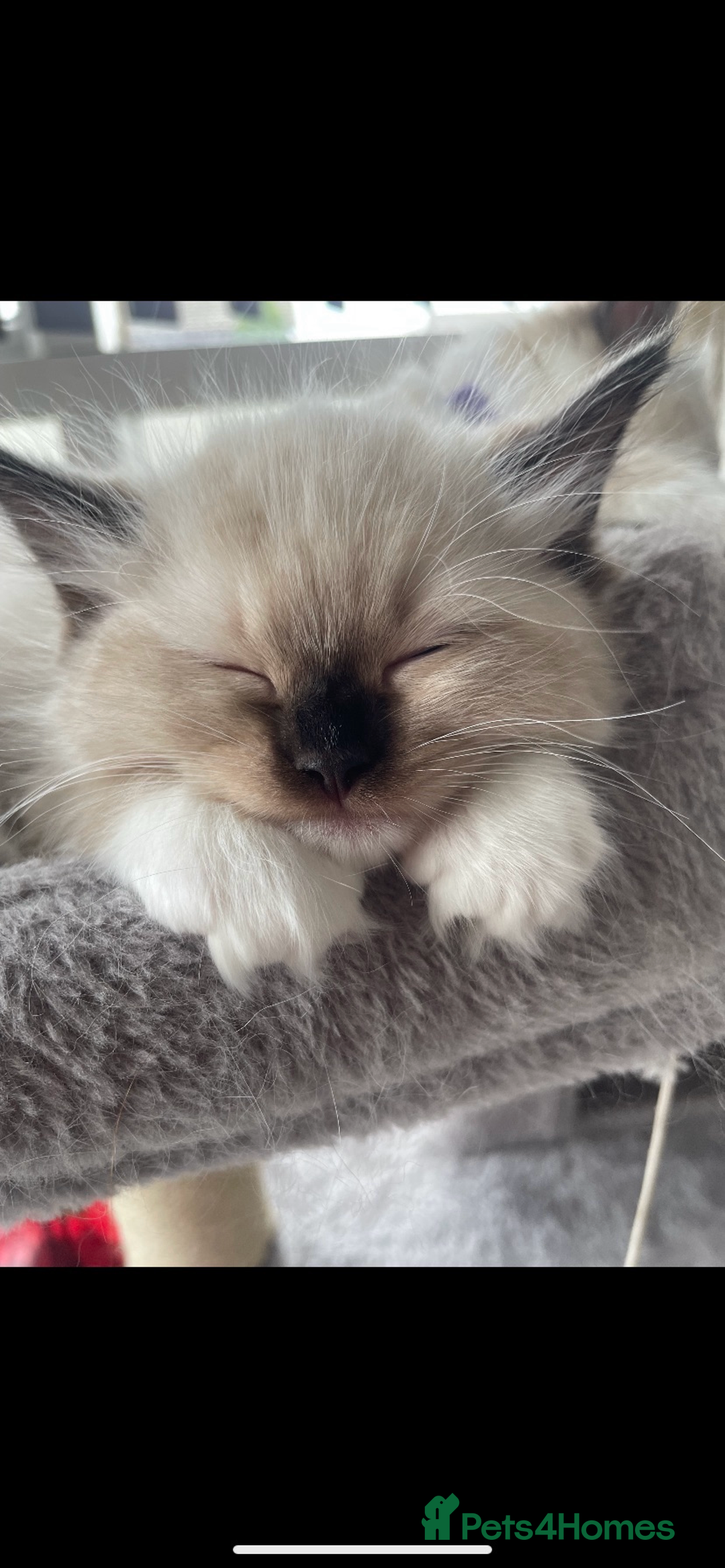 Ragdoll cats for sale: Available Now! GCCFReg   - Image 16
