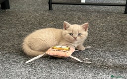 British Shorthair cats for sale: Stunning lilac BSH  - Image 5