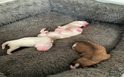 Malshi dogs for sale: Malshi puppies - Image 4