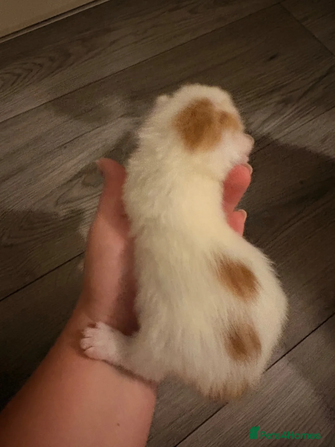 Mixed Breed cats for sale: 2 beautiful male kittens - Advert 2