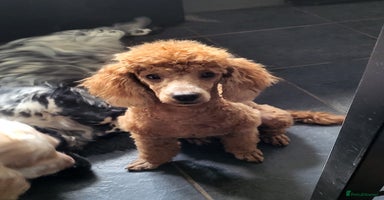 Cockapoo dogs - Advert 7