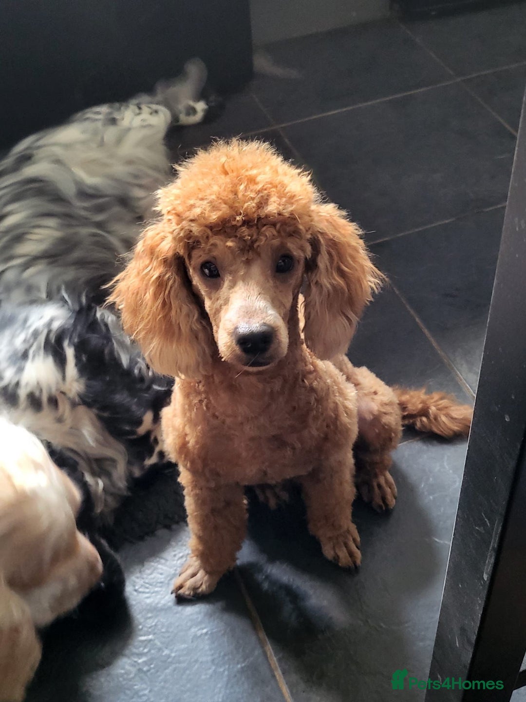 Cockapoo dogs for sale: Cockerpoo puppies  - Image 5
