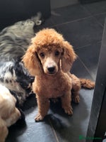 Cockapoo dogs - Advert 10