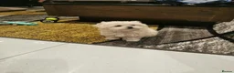 Maltipoo dogs for sale: Maltipoo F1 Toy Size, KC Parents, DNA Tested Clear - Advert 9