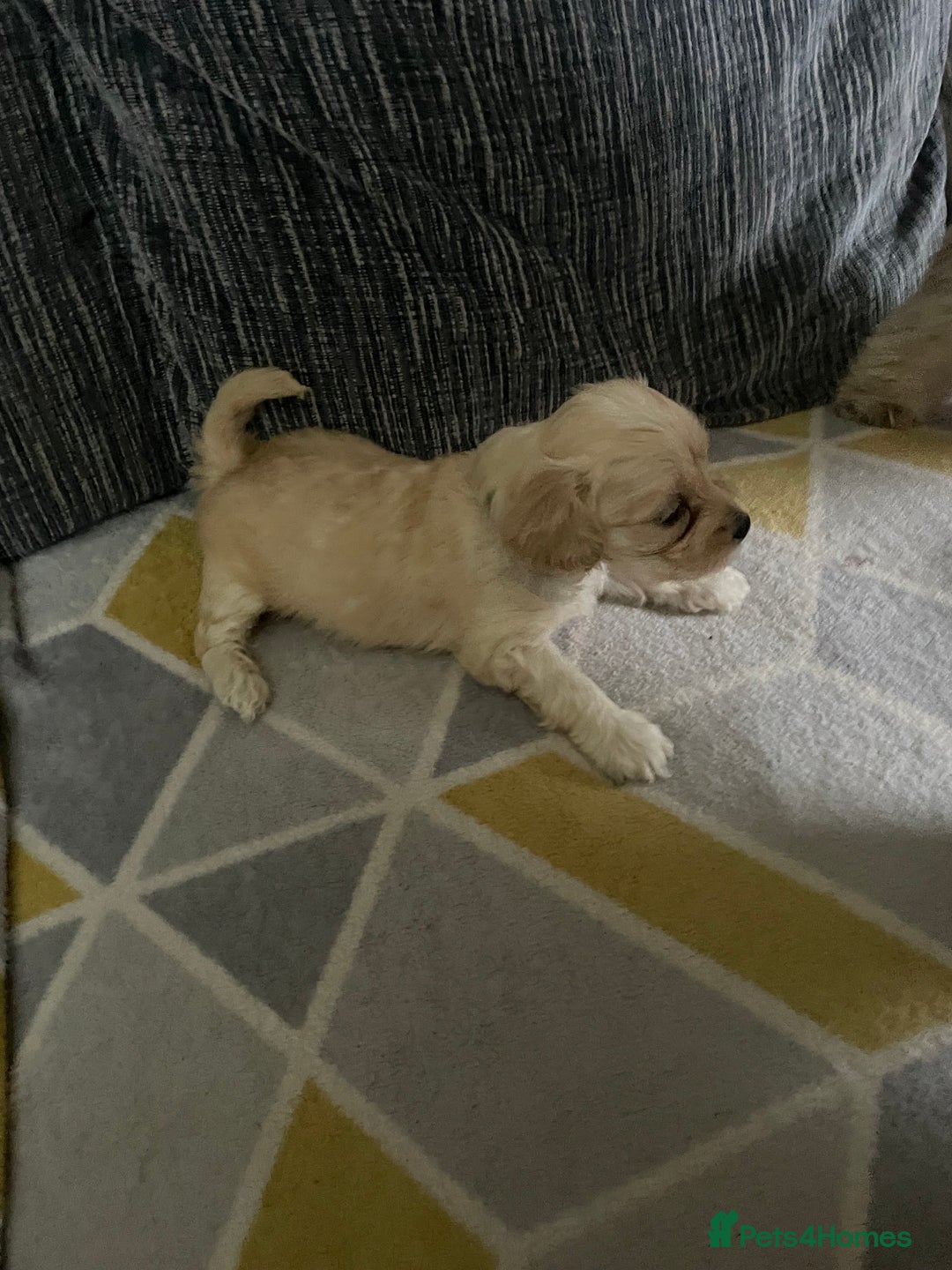 Mixed Breed dogs for sale: Miniature pups, will be available 5th  February  - Advert 3