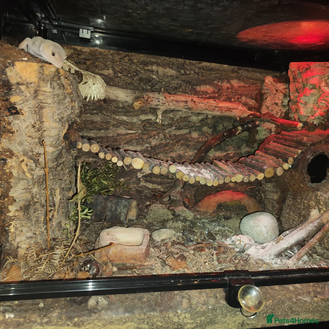 Leopard Gecko reptiles for sale: 🦎 Leopard Gecko in London - Advert 11