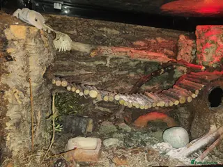 Leopard Gecko reptiles 🦎 Leopard Gecko - Advert 12