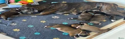Boxer dogs for sale: KC Registered Boxer Puppies – Ready to Reserve - Advert 7