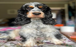 Cocker Spaniel dogs for sale: Beautiful Show Cocker Babies - Image 5