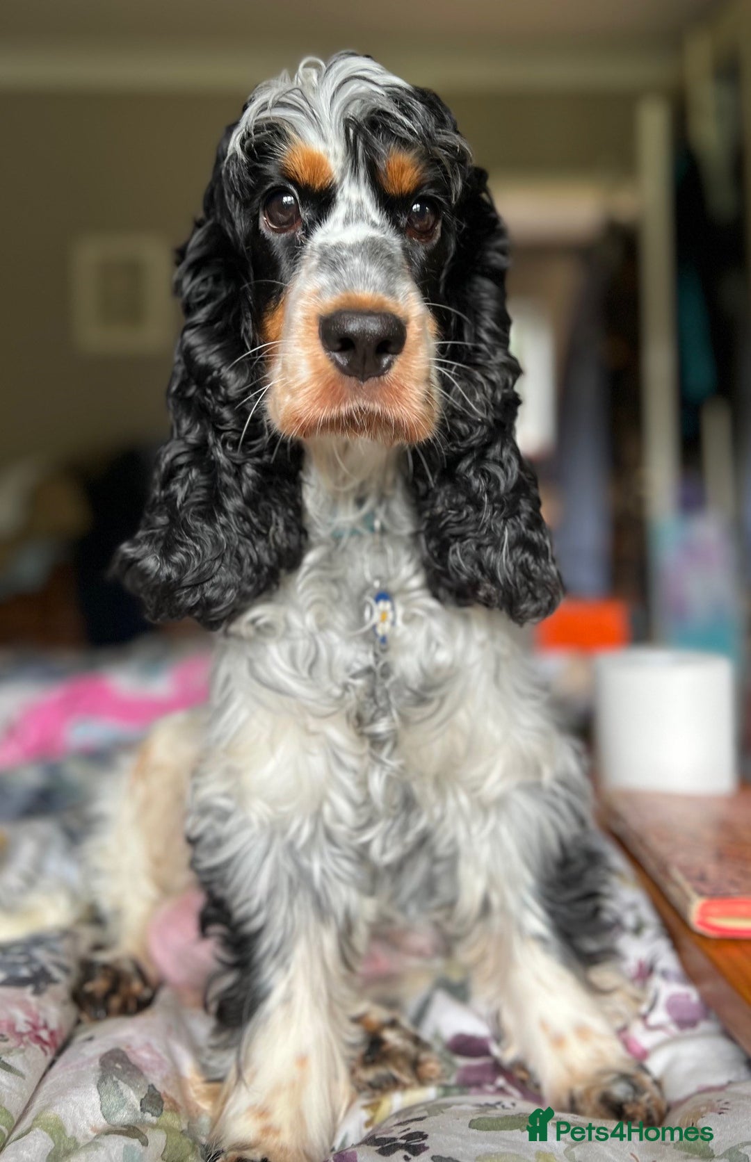 Cocker Spaniel dogs for sale: Beautiful Show Cocker Babies - Image 5