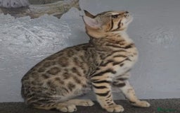 Bengal cats for sale: 1 beautiful bengal girl ready to leave now - Image 17