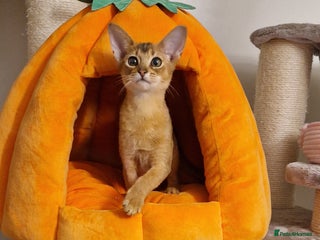Abyssinian cats Purebred Abyssinian girl 😍 - Advert 2