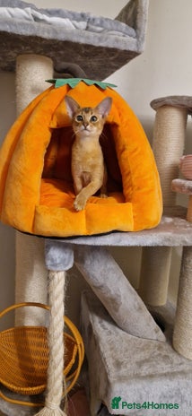 Abyssinian cats Purebred Abyssinian girl 😍 - Advert 2
