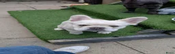 French Bulldog dogs for sale: White French bulldog - Advert 5