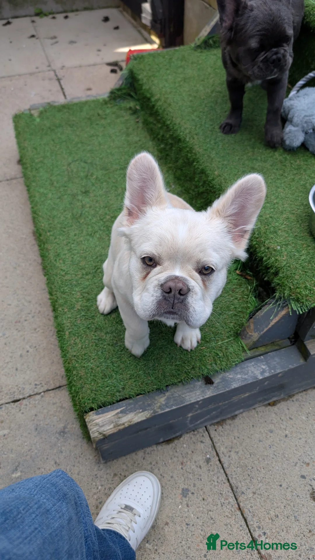 French Bulldog dogs for sale: White French bulldog - Advert 5