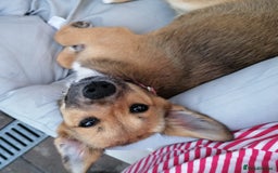 Mixed Breed dogs for adoption: Pilly, a superb small puppy girl for a Loving Home - Image 4