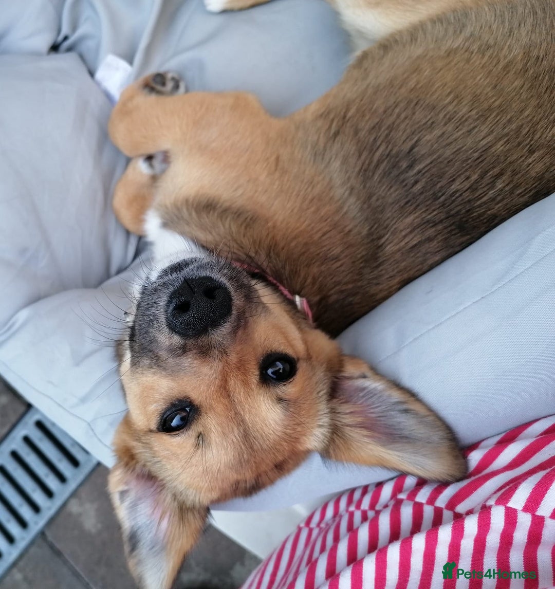 Mixed Breed dogs for adoption: Pilly, a superb small puppy girl for a Loving Home - Image 4