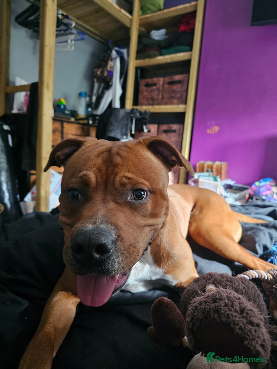 Mixed Breed dogs for sale: Male Staffy  ** tiff x Ridgeback 1 year old - Advert 14