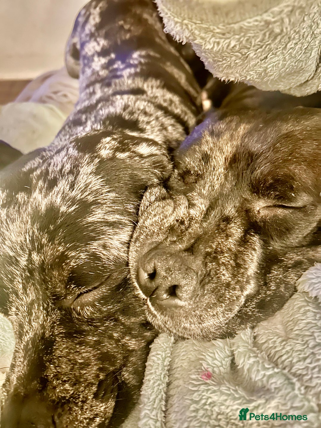 Staffordshire Bull Terrier dogs for stud: Merl Staffies  - Advert 3