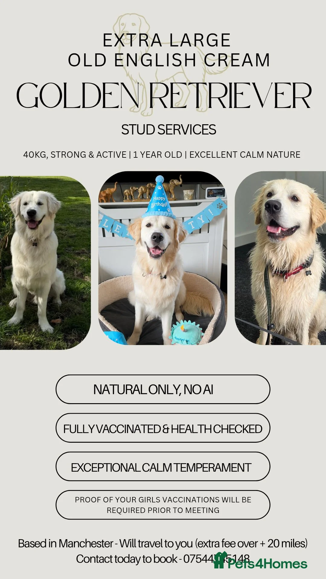 Golden Retriever dogs for stud: XL Old English Cream Golden Retriever STUD - Advert 2