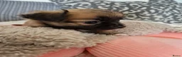 Chihuahua dogs for sale: Chihuahua puppy's  - Advert 8