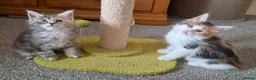 Maine Coon cats for sale: Beautiful Mainecoon kittens  - Advert 8
