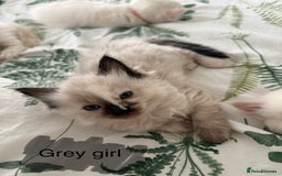 Ragdoll cats for sale: 8 ragdoll kittens, flame point, seal & blue point - Image 13