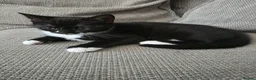 British Shorthair cats for sale: Bsh mixed kittens - Advert 7