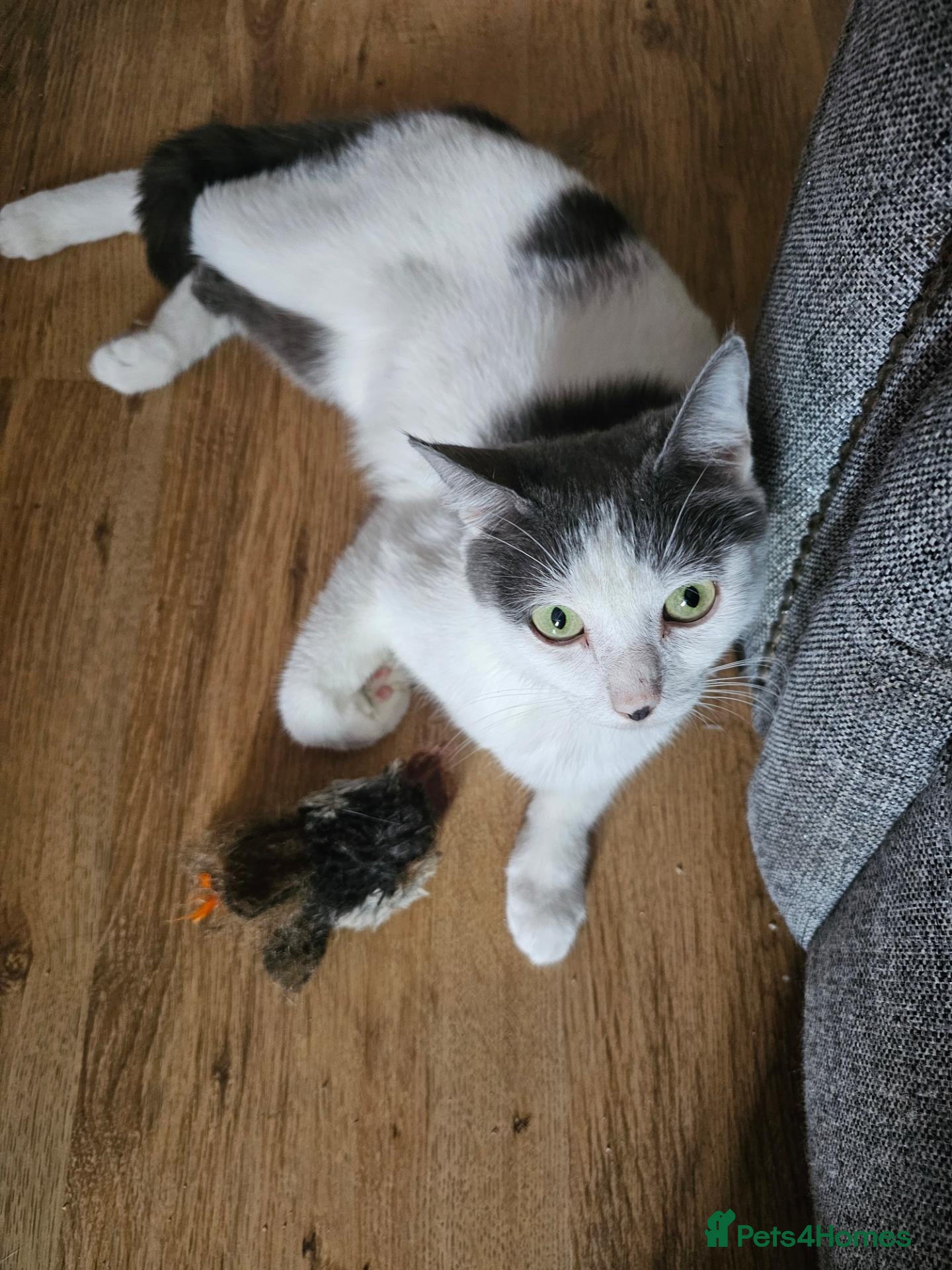Mixed Breed cats Beautiful mixed breed kittens  - Advert 5