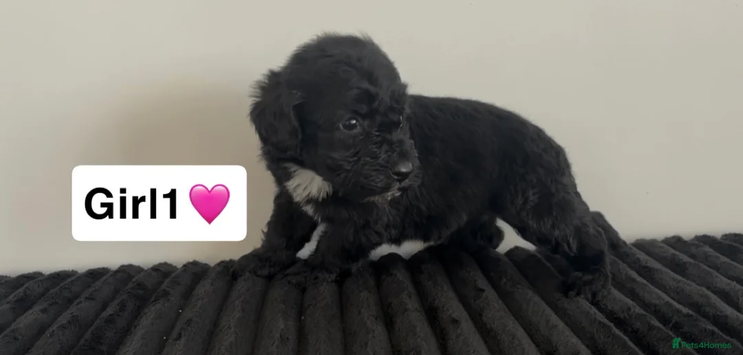 Cockapoo dogs for sale: Cockapoo puppies  - Advert 33