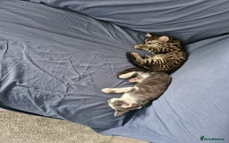 European cats for sale: Ketten  - Image 1