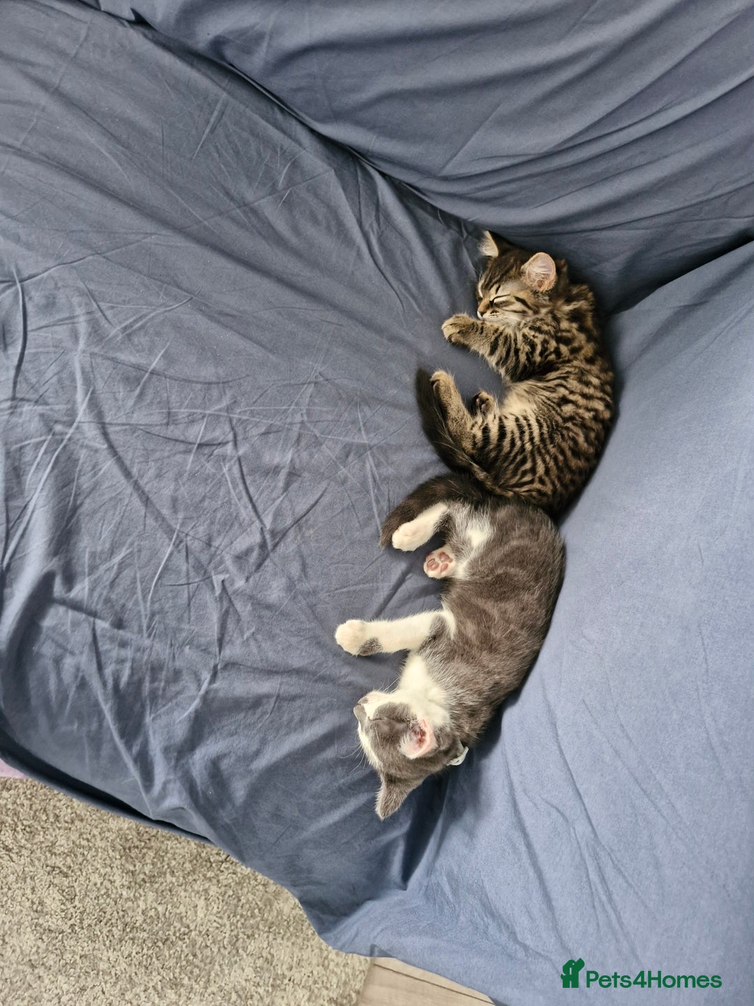 European cats for sale: Ketten  - Image 1