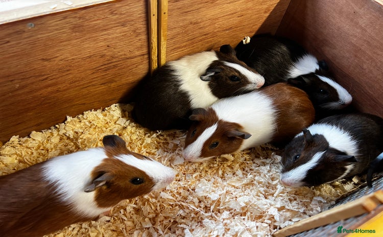 Guinea Pig rodents - Advert 2