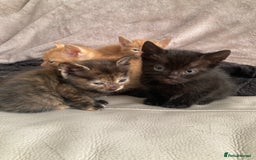 Domestic Shorthair cats for sale: 5 kittens looking for homes :)  - Image 4