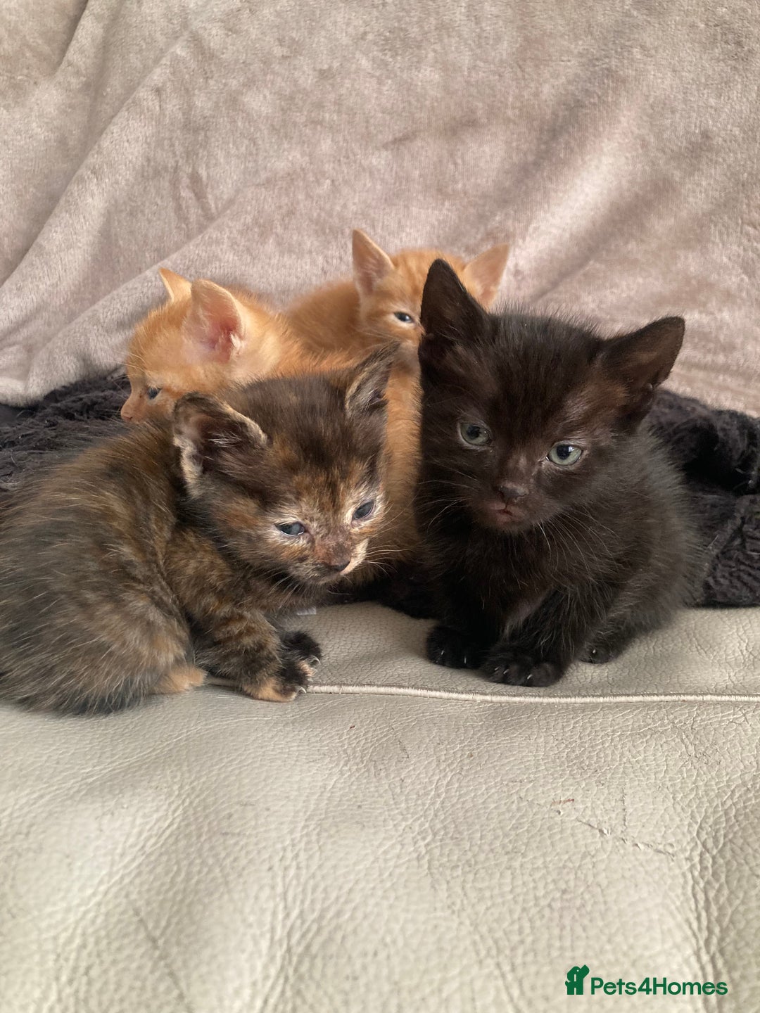 Domestic Shorthair cats for sale: 5 kittens looking for homes :)  - Image 4