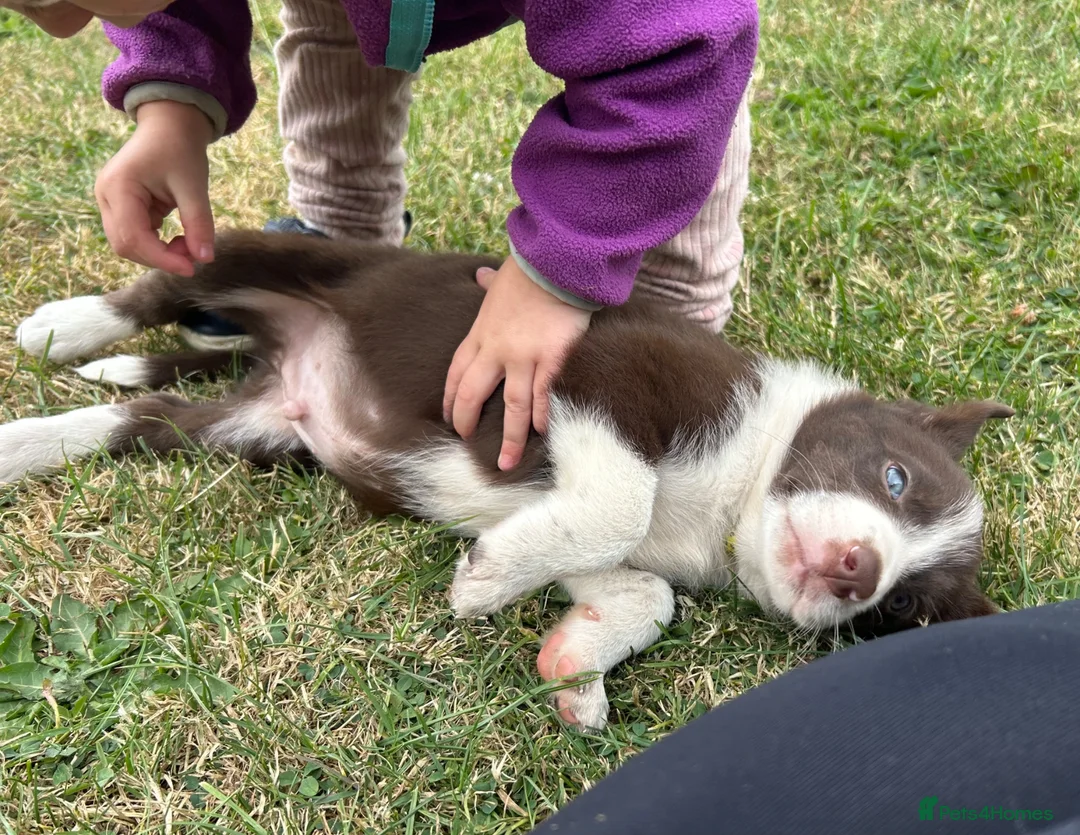 Mixed Breed dogs for sale: Welsh collie X border collie pups for sale  in Llanwrda - Advert 11