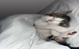 Domestic Shorthair cats for sale: 12 week old kitten - Image 3