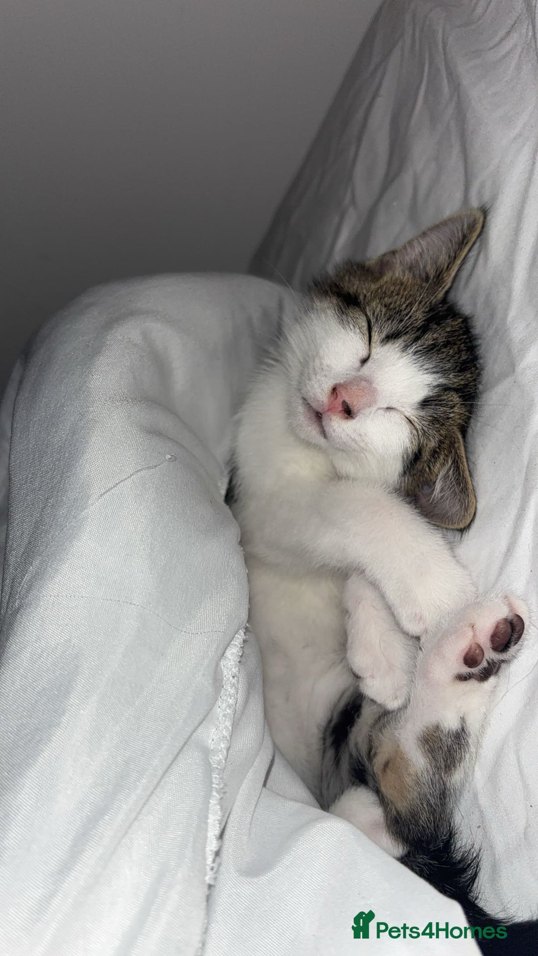 Domestic Shorthair cats for sale: 12 week old kitten - Image 3