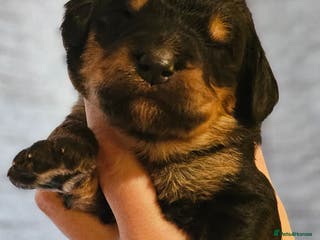 Bernedoodle dogs Quality F1 Bernedoodle pups - Advert 17