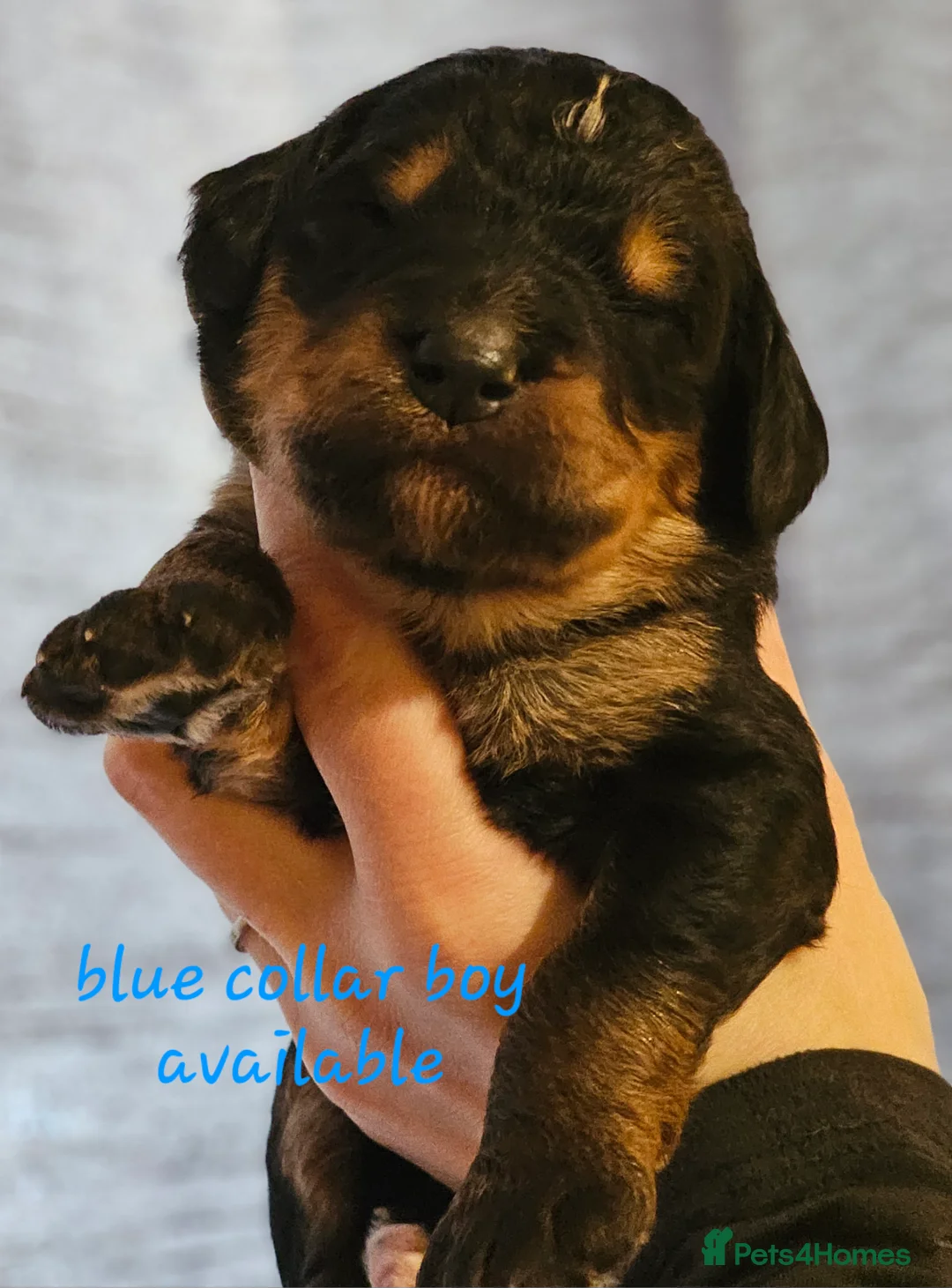 Bernedoodle dogs for sale: All currently reserved! Quality F1Bernedoodle pups - Advert 3