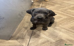 Weimaraner dogs for sale: 🐾 KC Weimaraners, ready now 🐾  - Advert 29