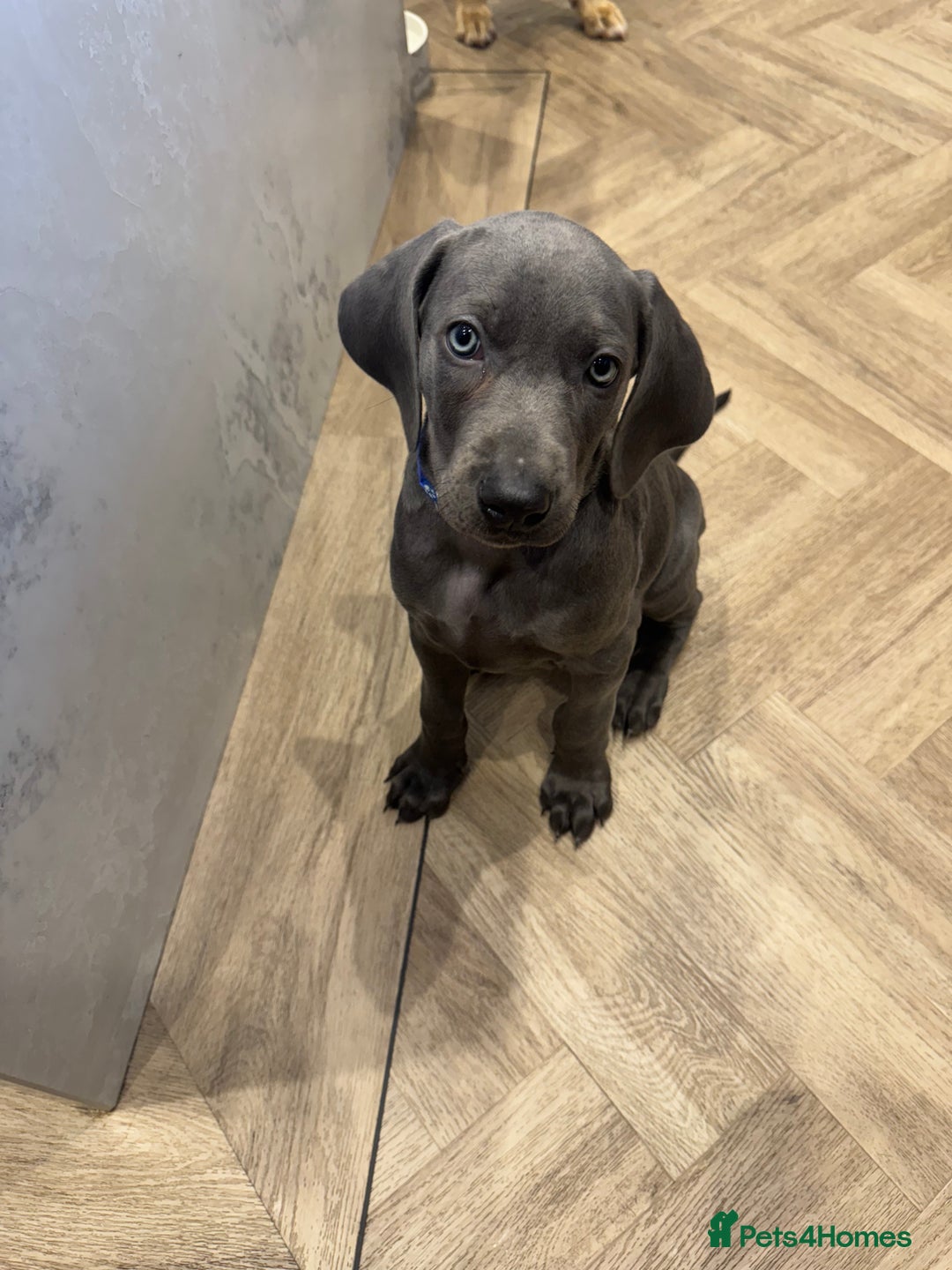 Weimaraner dogs for sale: 🐾 KC Weimaraners, ready now 🐾  - Advert 29