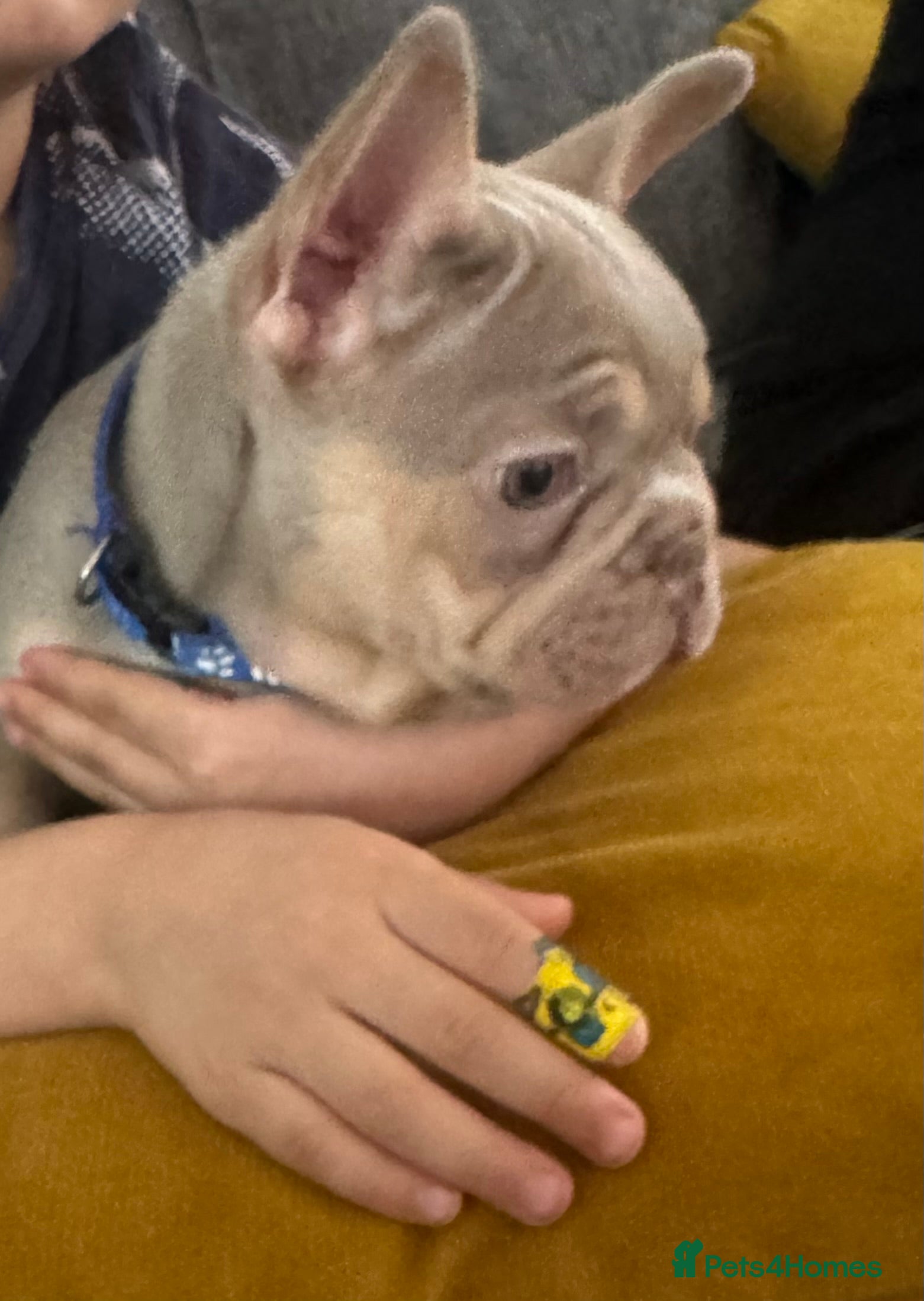 French Bulldog dogs High quality French bulldog puppies  - Advert 15