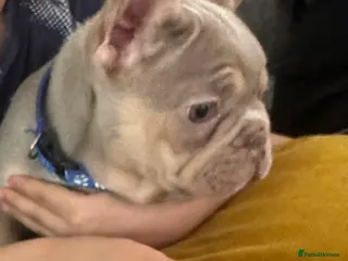 French Bulldog dogs High quality French bulldog puppies - Advert 15